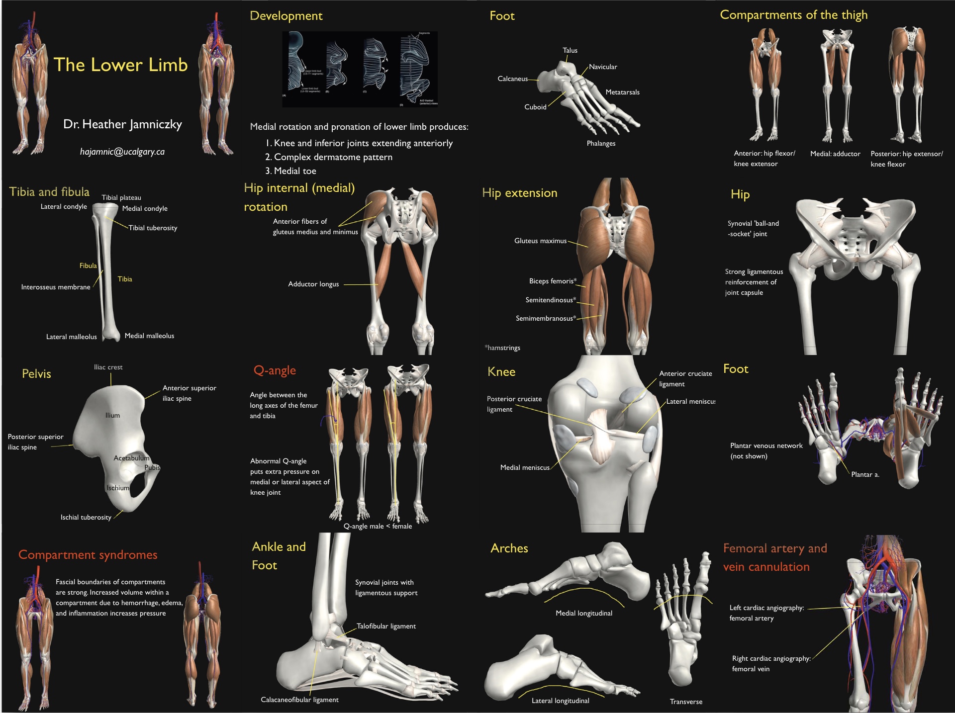 Lindsay virtual human: Multi-scale, agent-based, and interactive